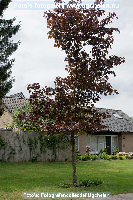 Bron11-BBRode esdoorn2-17 april Hulkestijn.jpg