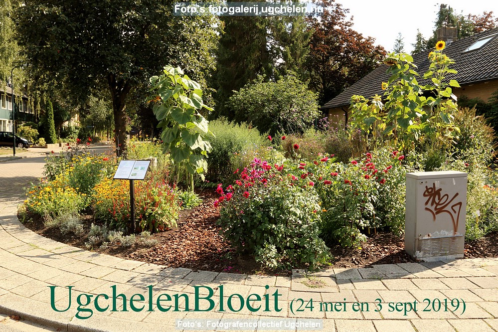 UgchelenBloeit-DR-1308a.jpg