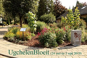 UgchelenBloeit-DR-1308a.jpg