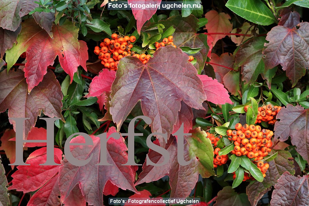 Herfst-DR-0000.JPG