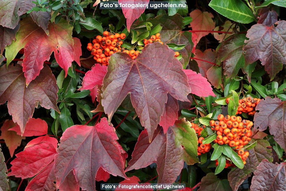 Herfst-DR-0001.JPG