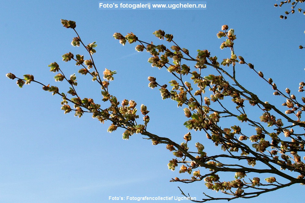 Lente-JVV-2021 (3).jpg