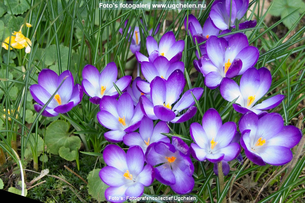 Lente-TL-5000.JPG