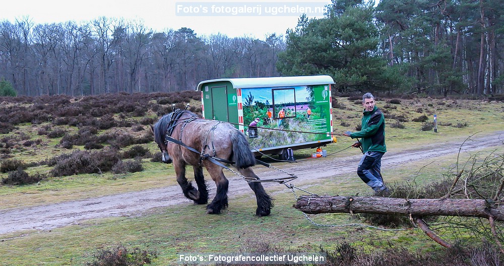 't Leesten Bomen en Paarden_HM-11-P1015674-3.jpg