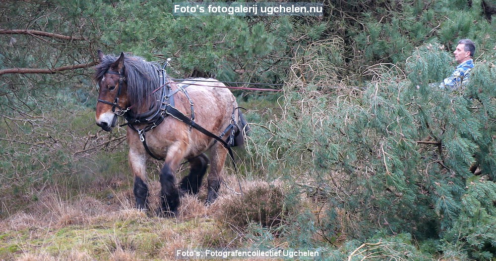 't Leesten Bomen en Paarden_HM-16-P1015741-2.jpg