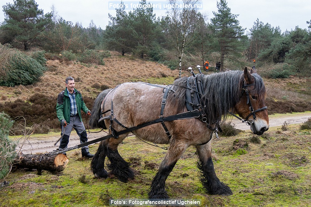 't Leesten Bomen en Paarden_HM-17-P1015725-ENR.jpg