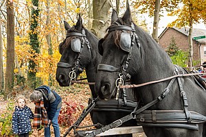 Intocht Sinterklaas 2024-HM-P1048846-ENR-Edita.jpg